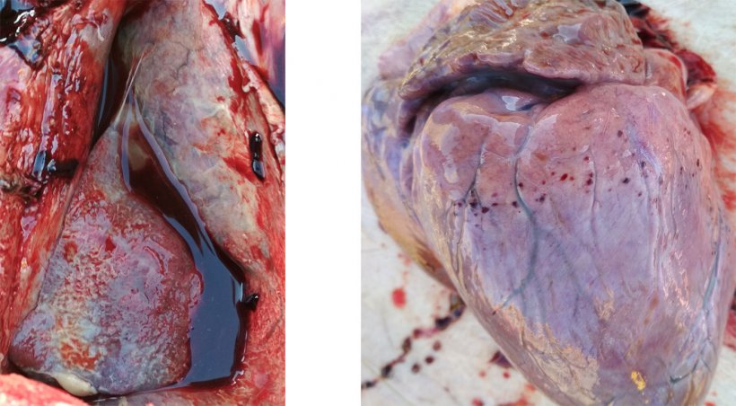 Рис. 3-4: наличие фибринозного&nbsp;плеврита и перикардита (слева). Петехиальное кровоизлияние на сердце (справа).
